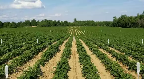field with sensors