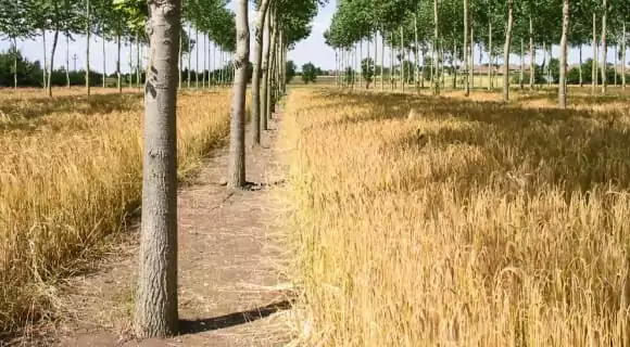 wheat growing in-between the trees