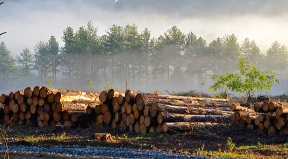 harvested timber