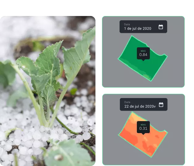 planta verde após evento de granizo