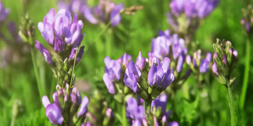 alfalfa plants in bloom