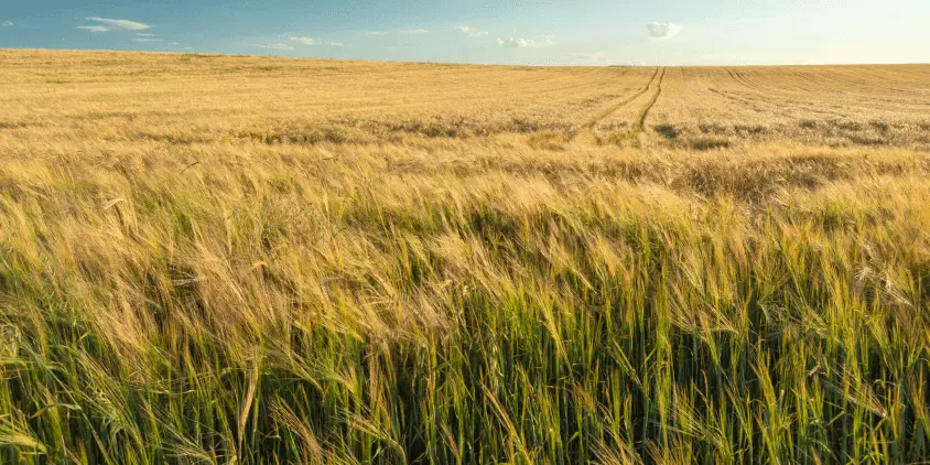 large field with golden barley